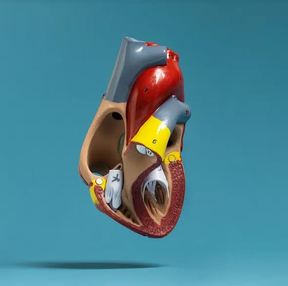 What is Ischaemic Heart Disease?