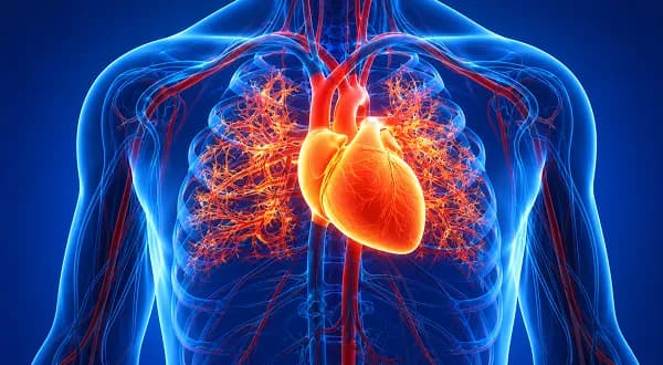 Cardiovascular Disease 